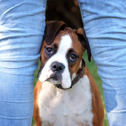 Bring your pet for a shoot!